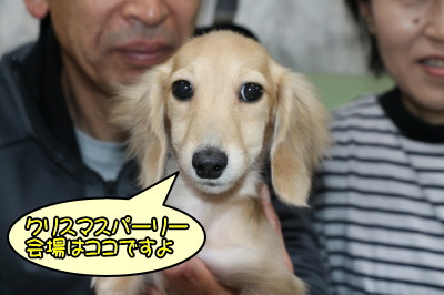 ミニチュアダックスクリームの子犬メス、生後3ヶ月半画像