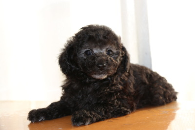 トイプードルシルバー(グレー)の子犬オス、生後7週間画像