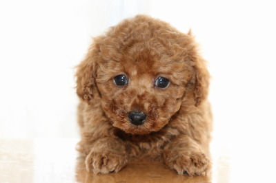 トイプードルレッドの子犬オス、生後7週間画像
