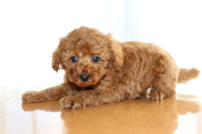トイプードルレッドの子犬オス、生後7週間画像