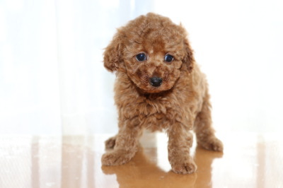 トイプードルレッドの子犬オス、生後7週間画像