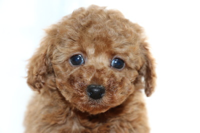 トイプードルレッドの子犬オス、生後7週間画像