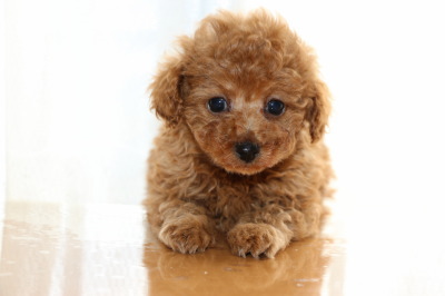 トイプードルレッドの子犬メス、生後7週間画像