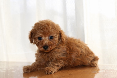 トイプードルレッドの子犬メス、生後7週間画像