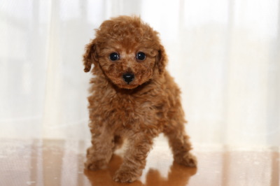 トイプードルレッドの子犬メス、生後7週間画像