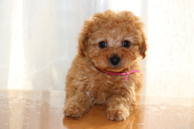 トイプードルアプリコットの子犬メス、生後7週間画像