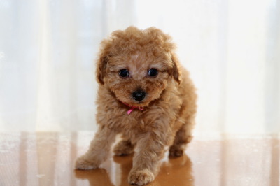 トイプードルアプリコットの子犬メス、生後7週間画像