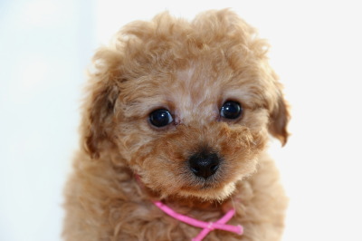 トイプードルアプリコットの子犬メス、生後7週間画像