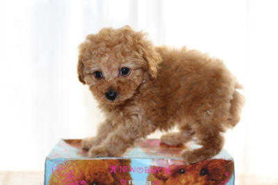 トイプードルアプリコットの子犬メス、生後7週間画像