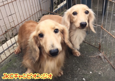 ミニチュアダックスクリームの交配、種オスＪＫＣチャンピオンクリーム画像