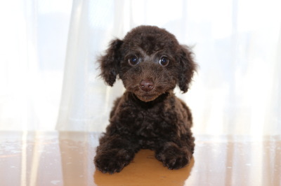 トイプードルブラウンの子犬オス 東京都港区チョコ君 A Happy Dog Life ブリーダーブログ