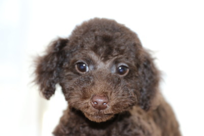 トイプードルブラウン色の濃い子犬オス、生後2ヶ月半画像