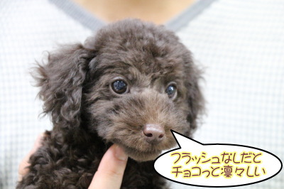 トイプードルブラウン色の濃い子犬オス、生後2ヶ月半画像