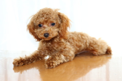 ティーカッププードルレッドの子犬オス、生後半年画像