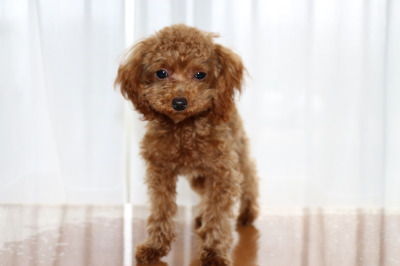 ティーカッププードルレッドの子犬オス、生後半年画像