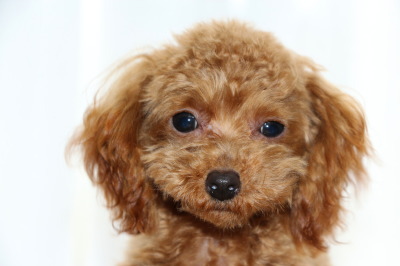 ティーカッププードルレッドの子犬オス、生後半年画像
