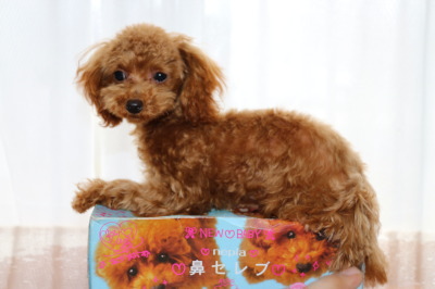 ティーカッププードルレッドの子犬オス、生後半年画像