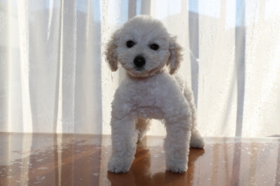 トイプードルホワイト(白色)の子犬オス、生後2ヶ月画像