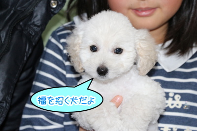 トイプードルホワイト(白色)の子犬オス、生後2ヶ月画像