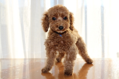 トイプードルレッドの子犬オス、生後3ヶ月画像