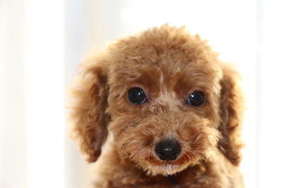 トイプードルレッドの子犬オス、生後3ヶ月画像
