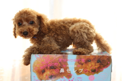 トイプードルレッドの子犬オス、生後3ヶ月画像