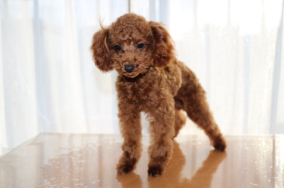トイプードルレッドの子犬メス、生後6ヶ月画像