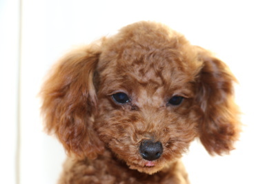 トイプードルレッドの子犬メス、生後6ヶ月画像