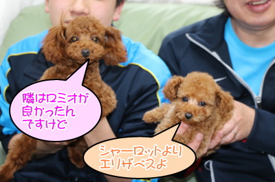トイプードルレッドメス、多頭飼い画像