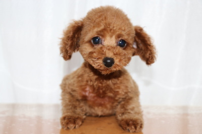 トイプードルレッドの子犬オス、生後2ヶ月画像