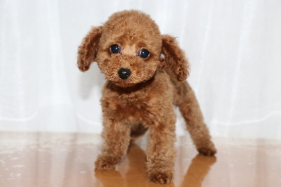 トイプードルレッドの子犬オス、生後2ヶ月画像