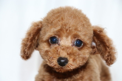 トイプードルレッドの子犬オス、生後2ヶ月画像