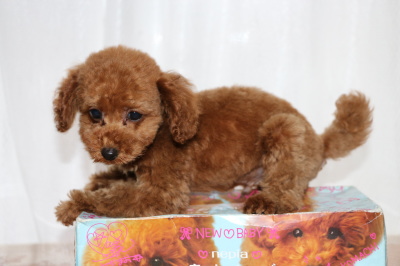 トイプードルレッドの子犬オス、生後2ヶ月画像