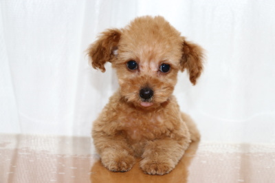 トイプードルアプリコットの子犬メス、生後2ヶ月画像