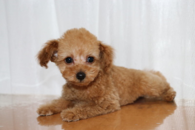 トイプードルアプリコットの子犬メス、生後2ヶ月画像