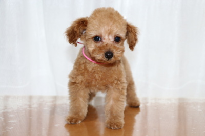 トイプードルアプリコットの子犬メス、生後2ヶ月画像