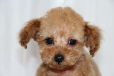 トイプードルアプリコットの子犬メス、生後2ヶ月画像