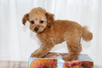 トイプードルアプリコットの子犬メス、生後2ヶ月画像