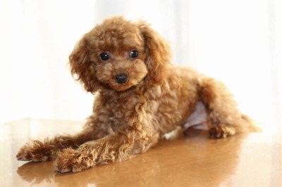ティーカッププードルレッドの子犬オス、生後半年画像