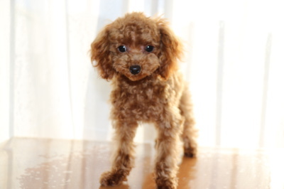 ティーカッププードルレッドの子犬オス、生後半年画像