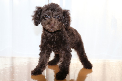 トイプードルブラウンの子犬メス、生後3ヶ月画像