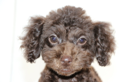 トイプードルブラウンの子犬メス、生後3ヶ月画像