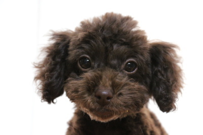 トイプードルブラウンの子犬メス、生後3ヶ月画像