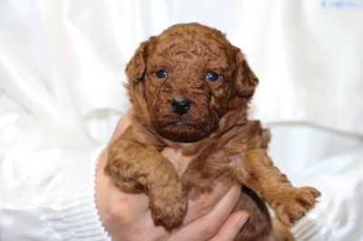 トイプードルレッドの子犬オス、生後3週間画像