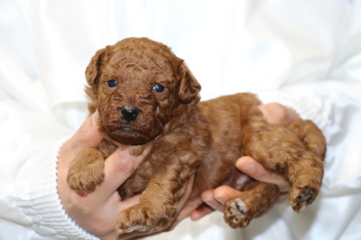 トイプードルレッドの子犬オス、生後3週間画像