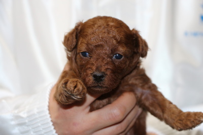 トイプードルレッドの子犬メス、生後3週間画像