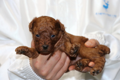 トイプードルレッドの子犬メス、生後3週間画像
