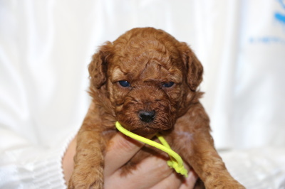 トイプードルレッドの子犬メス、生後3週間画像