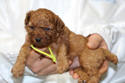 トイプードルレッドの子犬メス、生後3週間画像