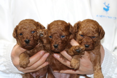 トイプードルレッドの子犬オス1頭メス2頭、生後3週間画像